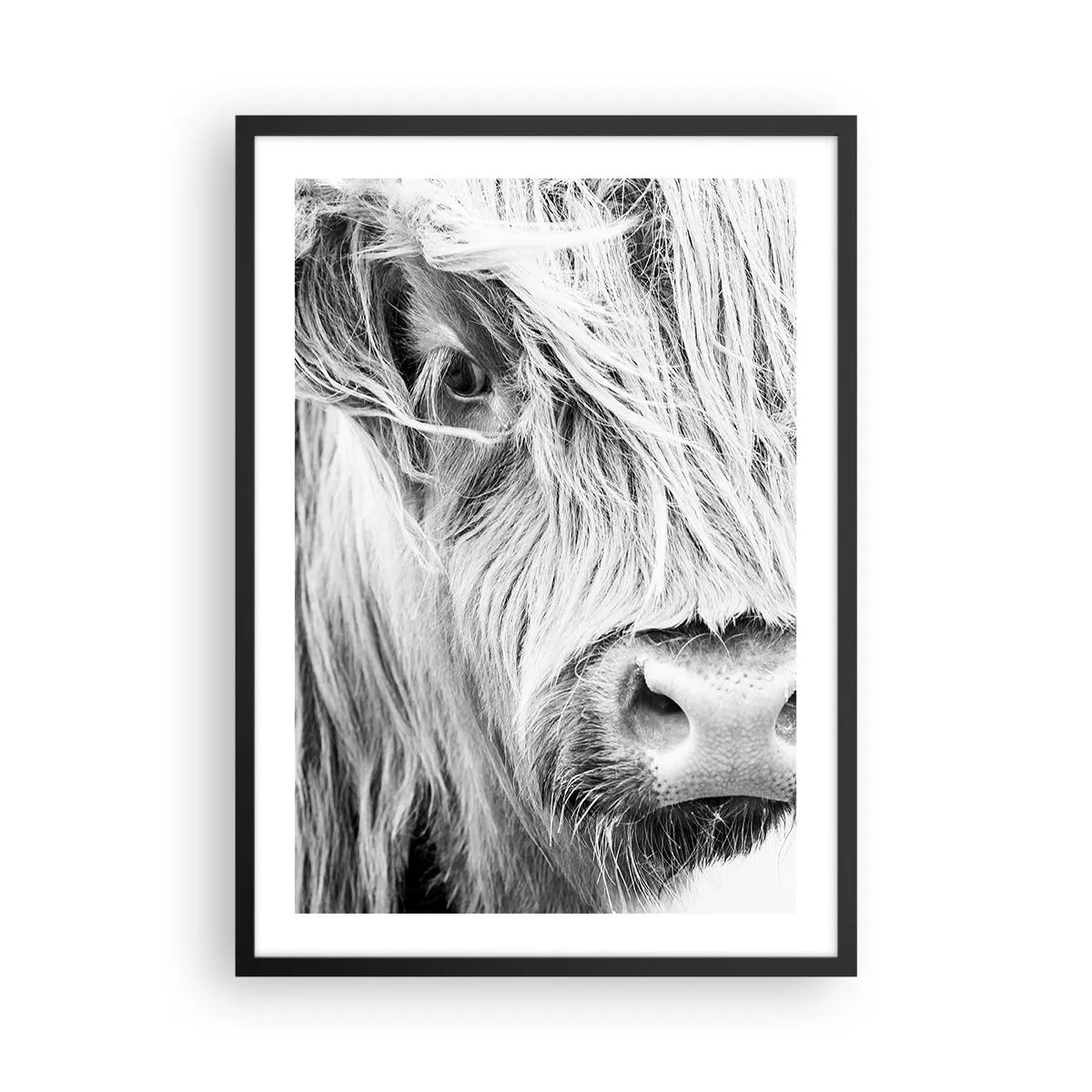 Poster in einem schwarzem Rahmen - Ein Nahaufnahme-Schwarzweißporträt einer schottischen Hochlandkuh. - 50x70cm - Schottische Wildheit - Moderne Wanddekoration für Wohnzimmer und Schlafzimmer ARTTOR