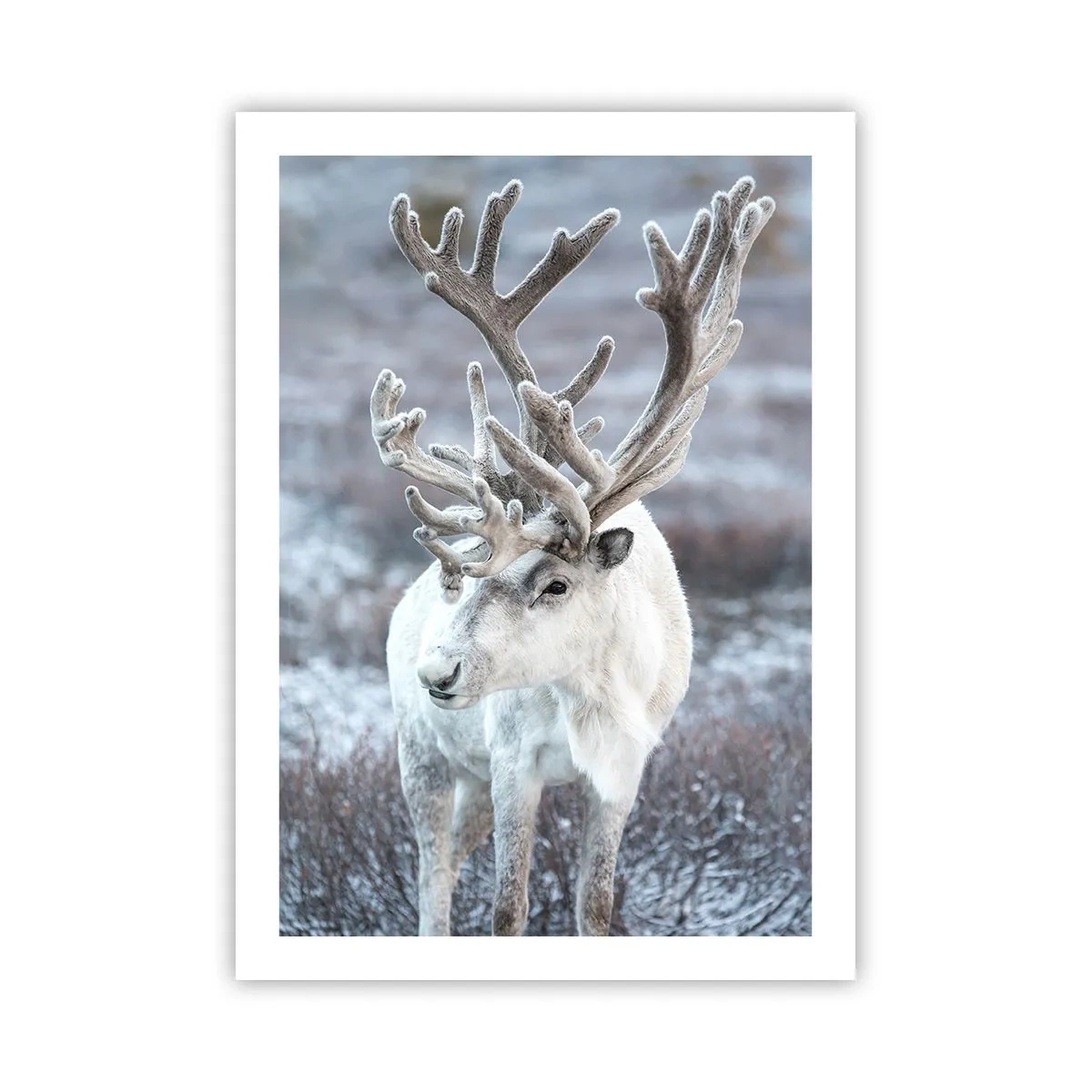 Poster - Weiße Rentiere in einer Winterlandschaft - 50x70cm - Porträt in der Sonne - Moderne Wanddekoration für Wohnzimmer und Schlafzimmer ARTTOR