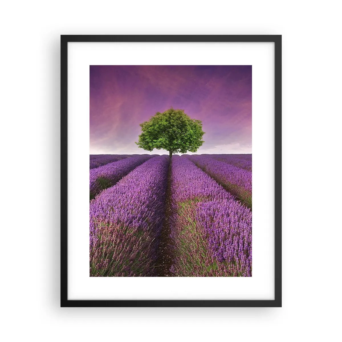 Poster in einem schwarzem Rahmen - Auf Lavendelfeldern - 40x50 cm