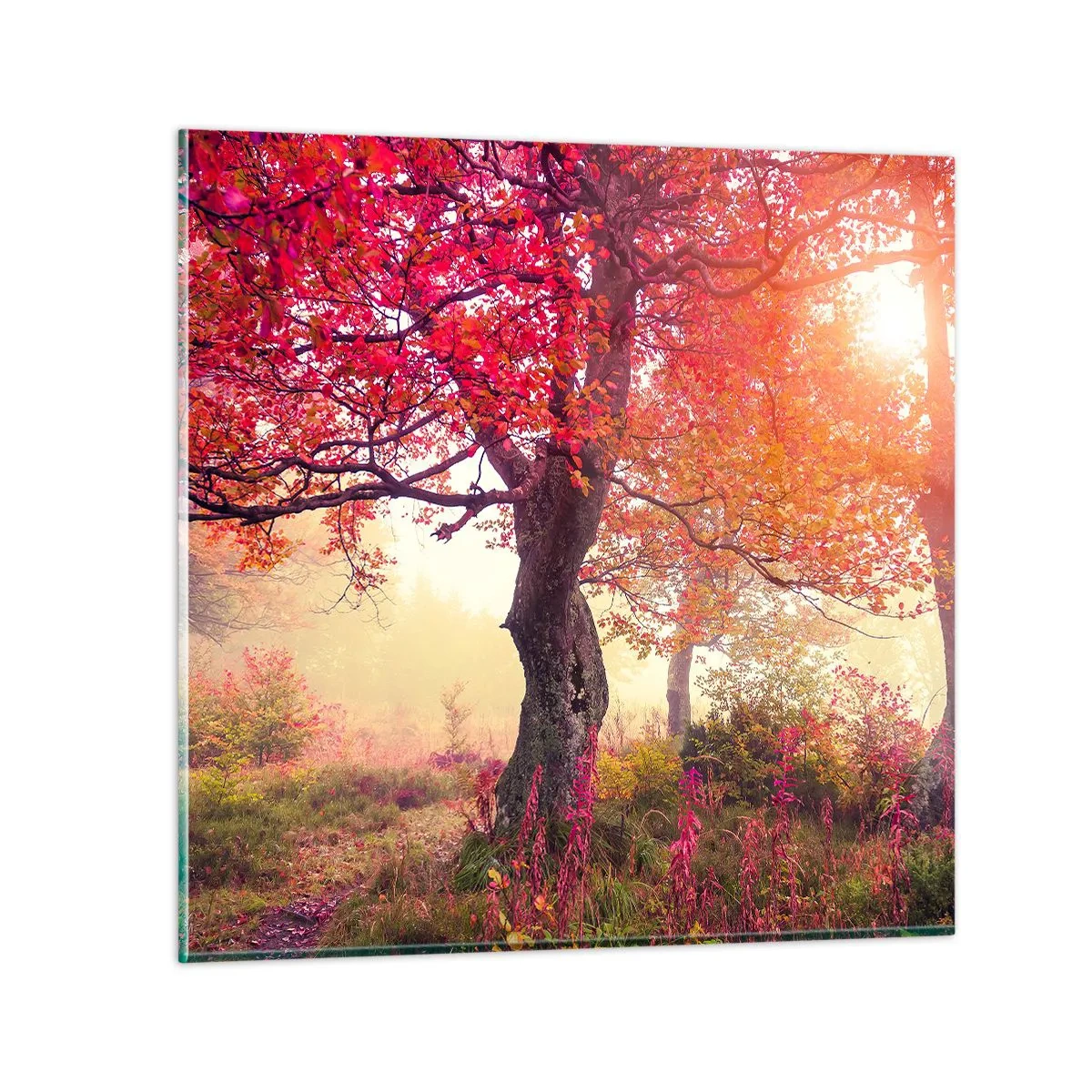 Glasbild - Bild auf glas - Blühende Raserei - 70x70 cm