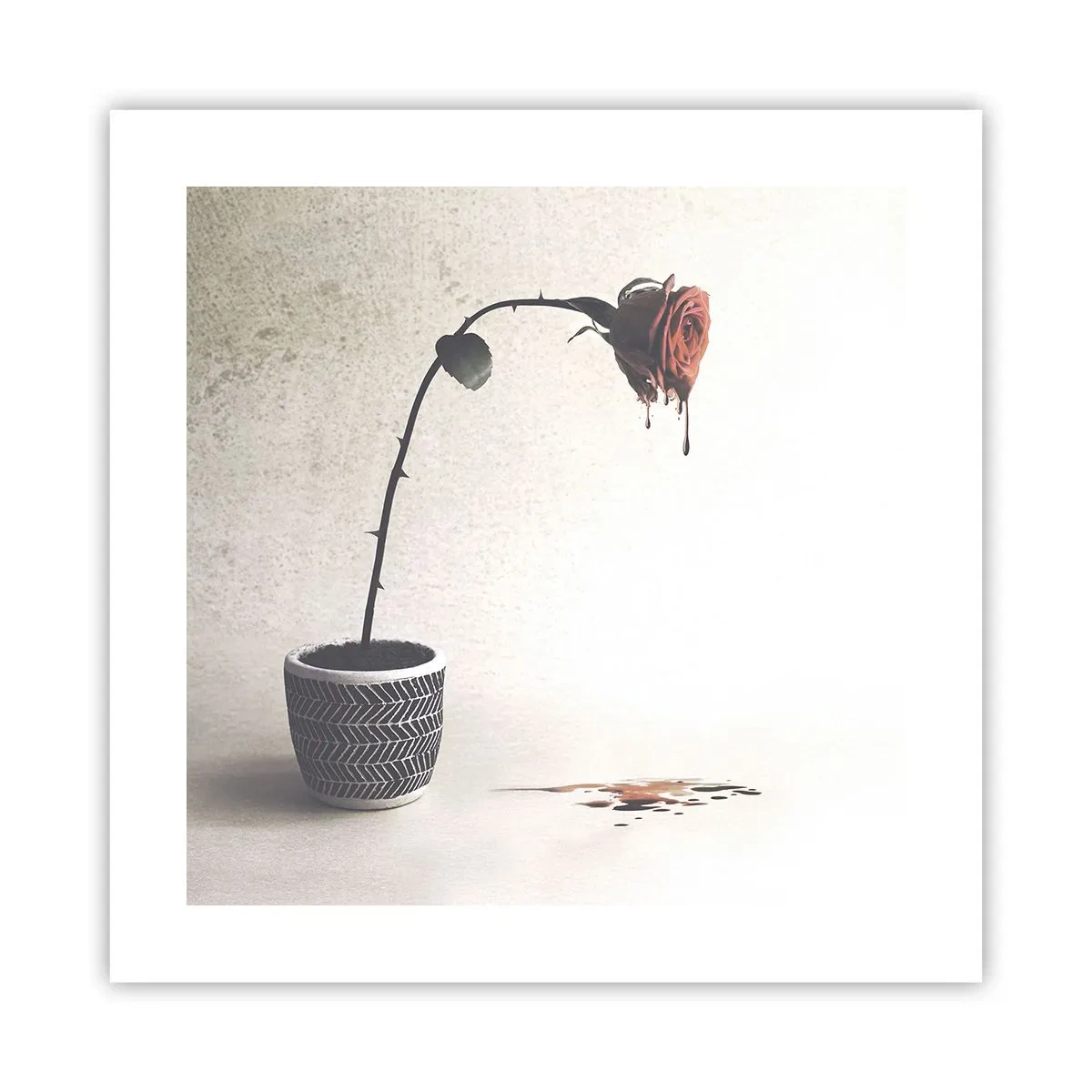 Poster - Rosa dolorosa - 40x40 cm