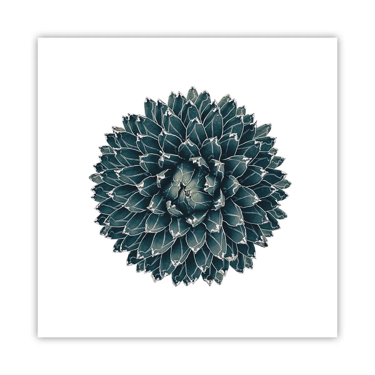 Poster - Stern der Wüste - 40x40 cm
