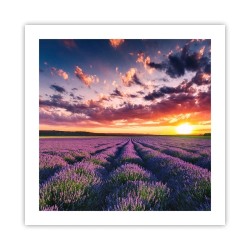 Poster - Lavendel Welt - 50x50 cm