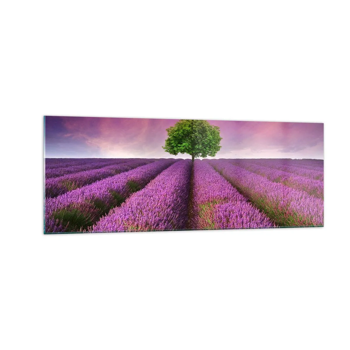 Glasbild - Bild auf glas - Ein Lavendelfeld mit einem einsamen Baum und einem violetten Himmel - 140x50cm - Auf Lavendelfeldern - Moderne Wanddekoration für Wohnzimmer und Schlafzimmer ARTTOR