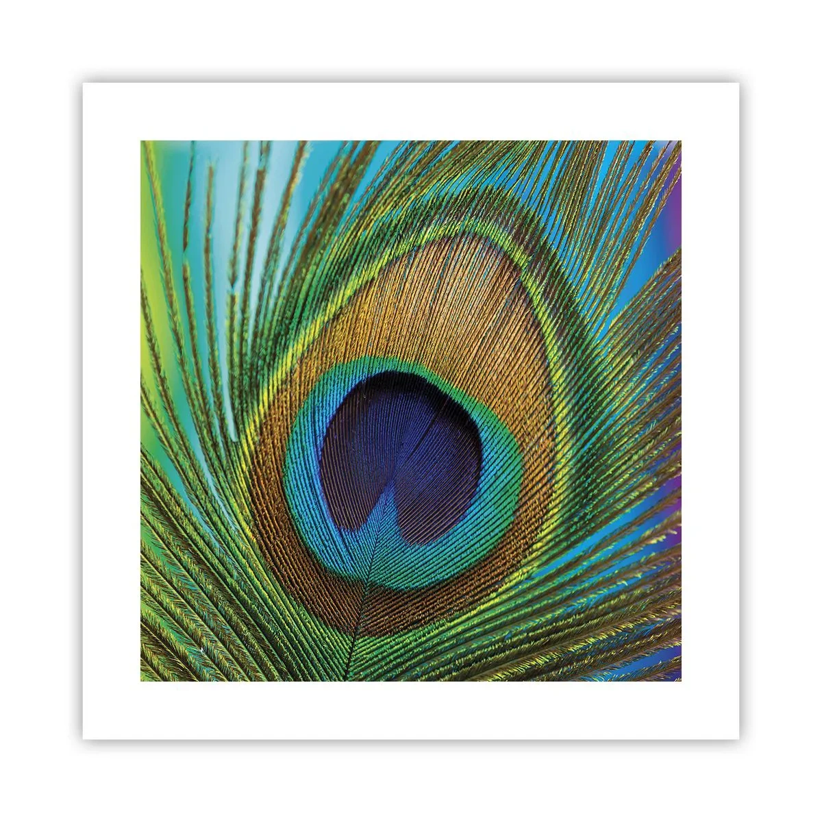 Poster - Auge in Auge - 40x40 cm
