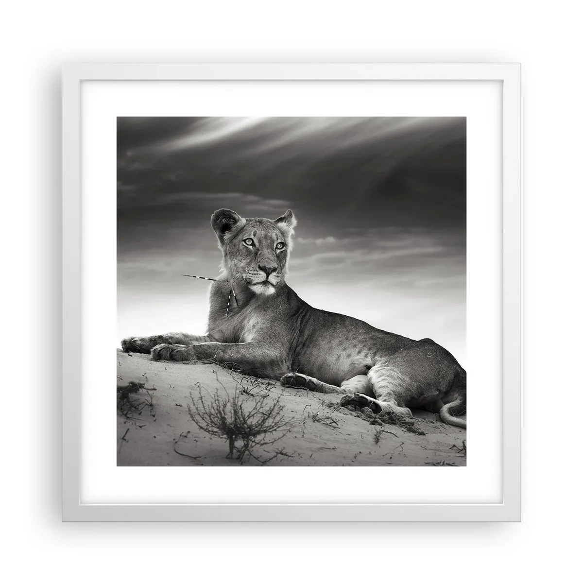 Poster in einem weißen Rahmen - Die Königin der Wüstenruhe - 40x40 cm