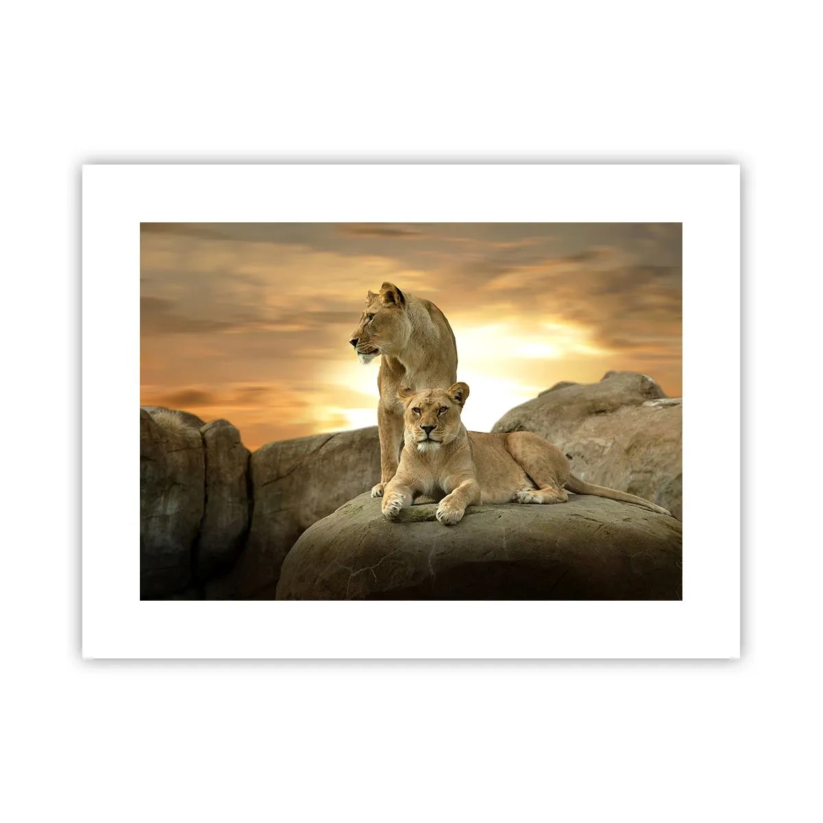 Poster - Königliche Majestät - 40x30 cm