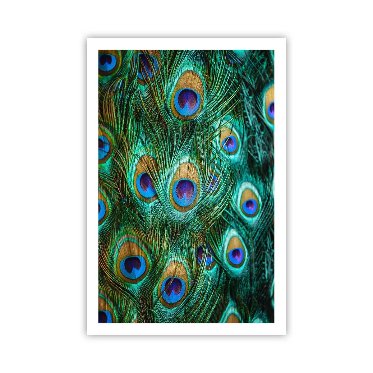Poster - Ein Blick mit Pfauenaugen - 61x91 cm