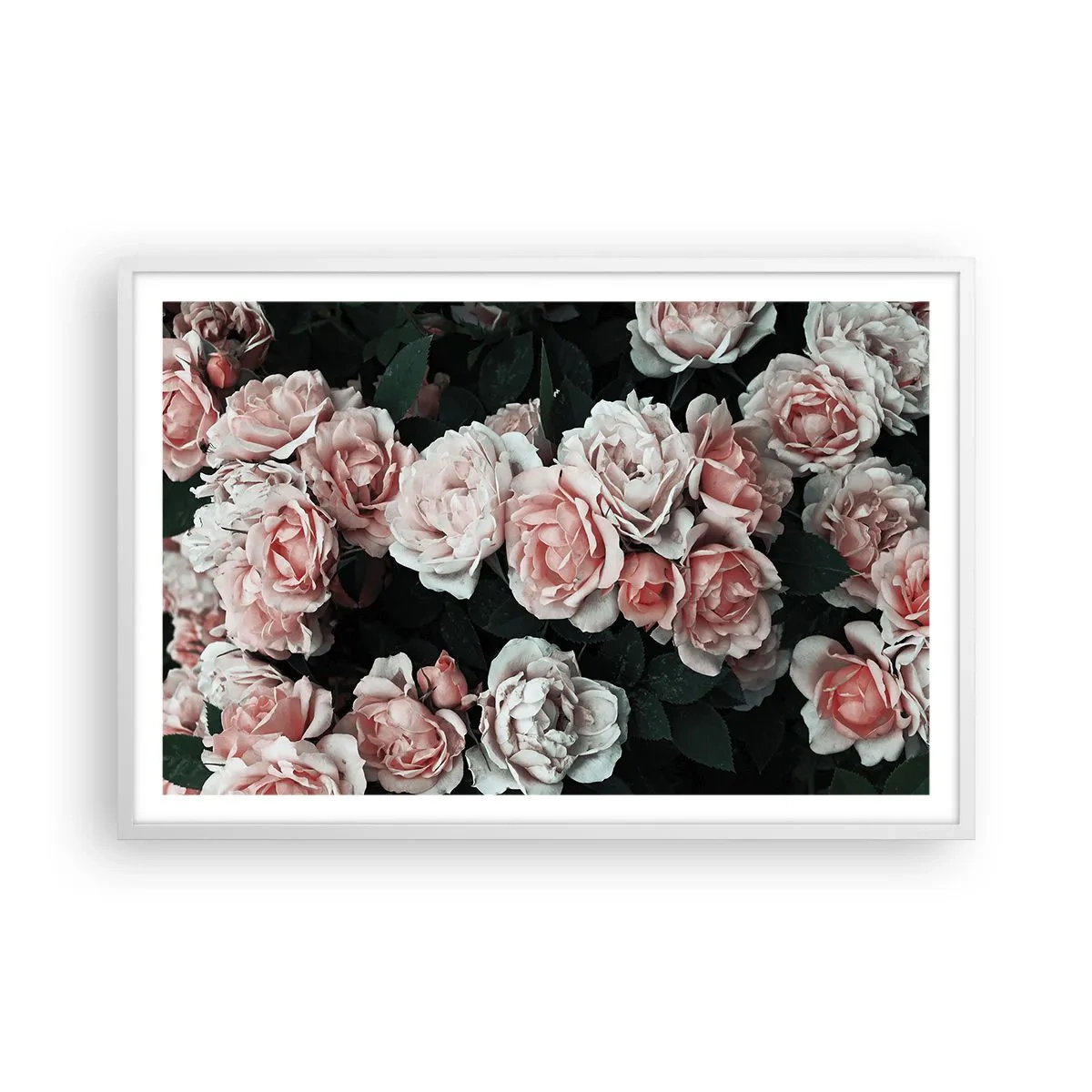 Poster in einem weißen Rahmen - Rosen-Ensemble - 91x61 cm