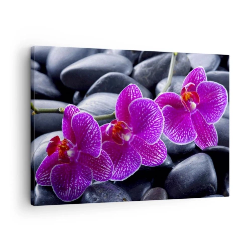 Bild auf Leinwand - Leinwandbild - Lila Orchideen vor einem Hintergrund aus schwarzen Steinen - 70x50cm - Die Steine