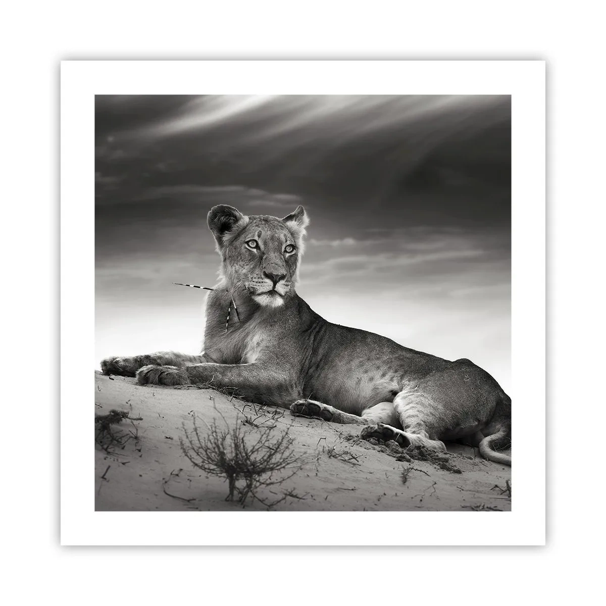 Poster - Die Königin der Wüstenruhe - 50x50 cm