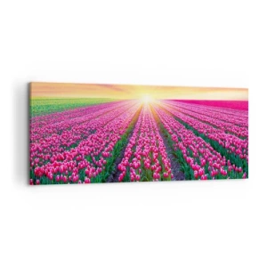 Bild auf Leinwand - Leinwandbild - Ein Tulpenfeld bei Sonnenuntergang - 120x50cm - Schönheitsfarm - Moderne Wanddekoration für Wohnzimmer und Schlafzimmer ARTTOR