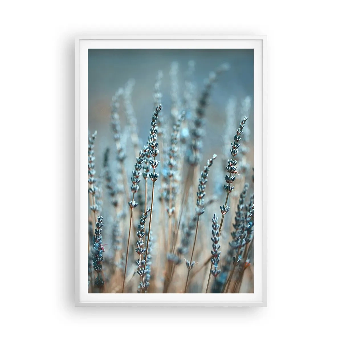 Poster in einem weißen Rahmen - Duftendes Kornfeld - 70x100 cm