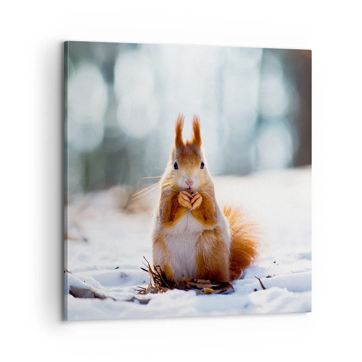 Bild auf Leinwand - Leinwandbild - Wo schaust du hin? - 60x60 cm