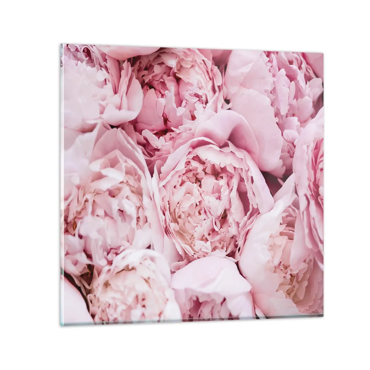 Glasbild - Bild auf glas - Anschmiegsam und duftend - 70x70 cm