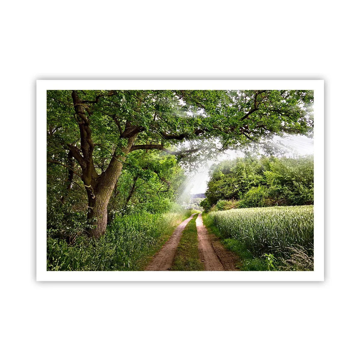 Poster - Eine unbefestigte Straße zwischen grünen Bäumen und Sonnenlicht - 100x70cm - Et in Arcadia ego - Moderne Wanddekoration für Wohnzimmer und Schlafzimmer ARTTOR