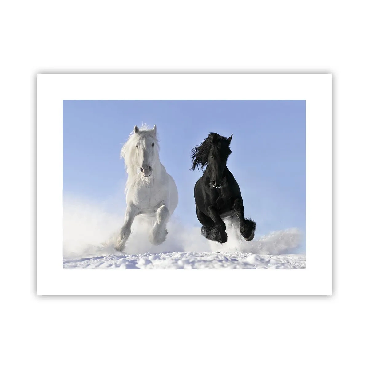 Poster - Schwarz-Weiß-Galopp - 40x30 cm