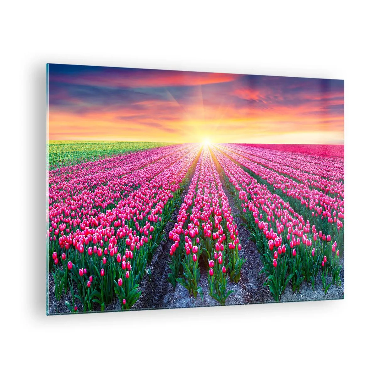 Glasbild - Bild auf glas - Ein Feld mit rosa Tulpen in den Strahlen der untergehenden Sonne - 70x50cm - Schönheitsfarm - Moderne Wanddekoration für Wohnzimmer und Schlafzimmer ARTTOR