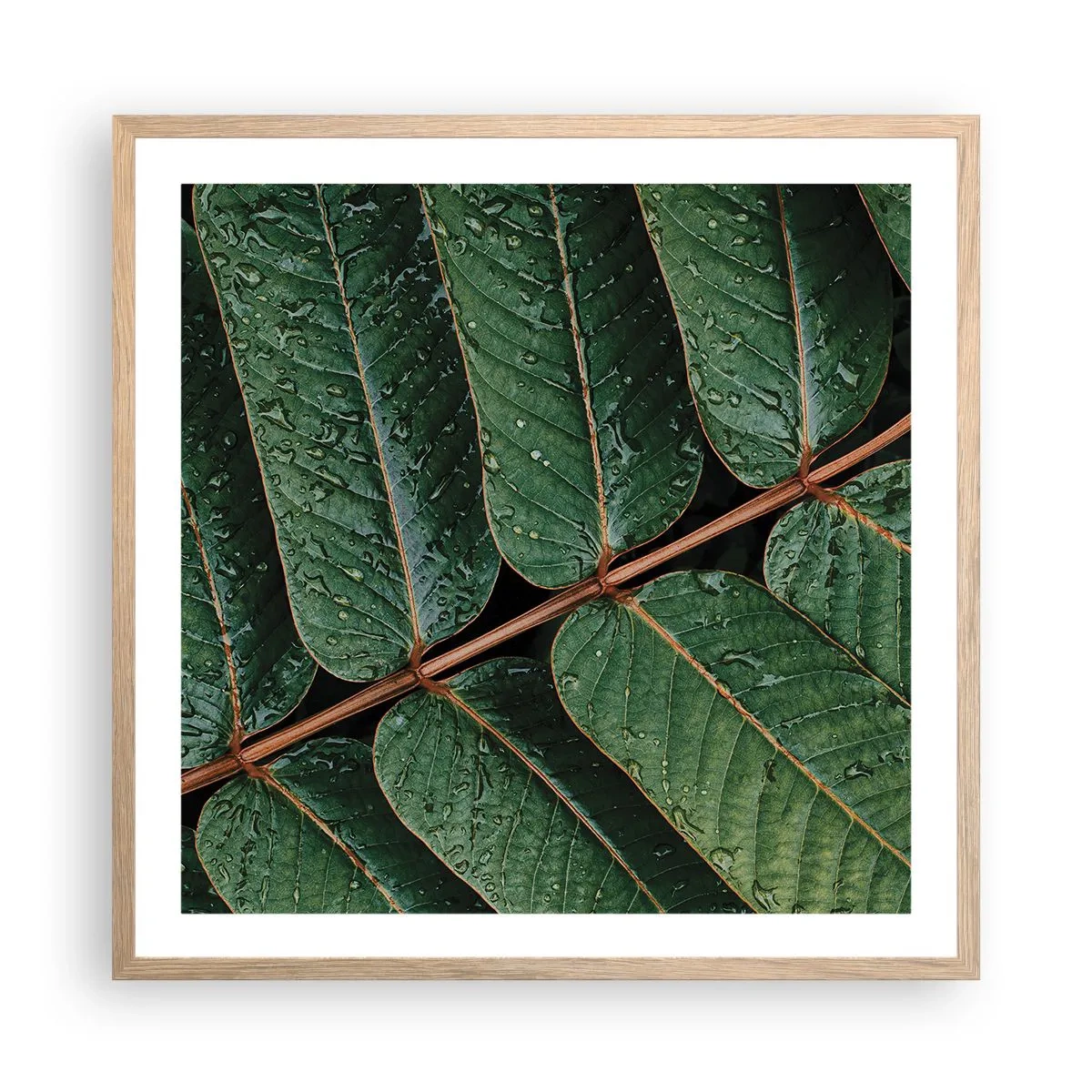 Poster in einem Rahmen aus heller Eiche - Im grünen Rhythmus - 60x60 cm