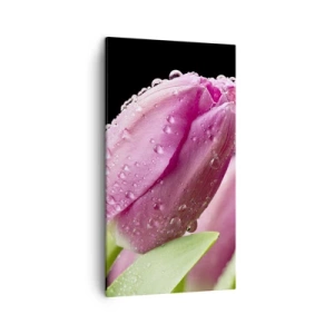 Bild auf Leinwand - Leinwandbild - Lila Traum im Tau - 45x80 cm