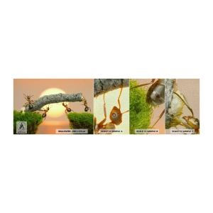 Fototapeten Muster Premium Canvas - Glücklich, zusammen arbeiten - Natur, Ameisen, Sonnenuntergang - 100x30 cm