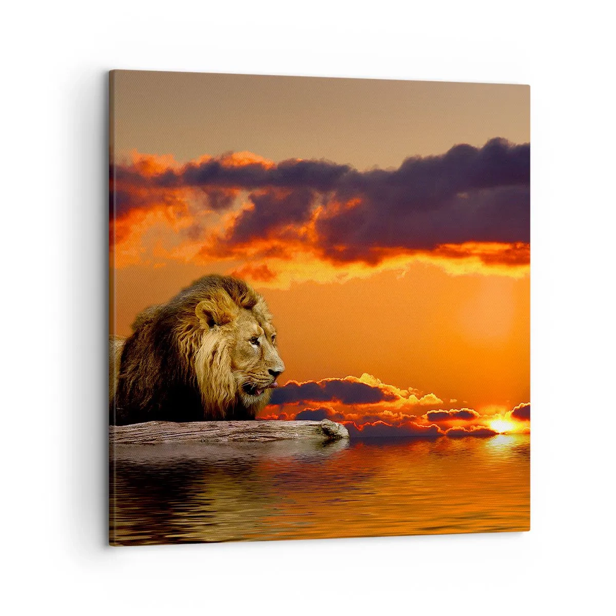 Bild auf Leinwand - Leinwandbild - König der Natur - 50x50 cm