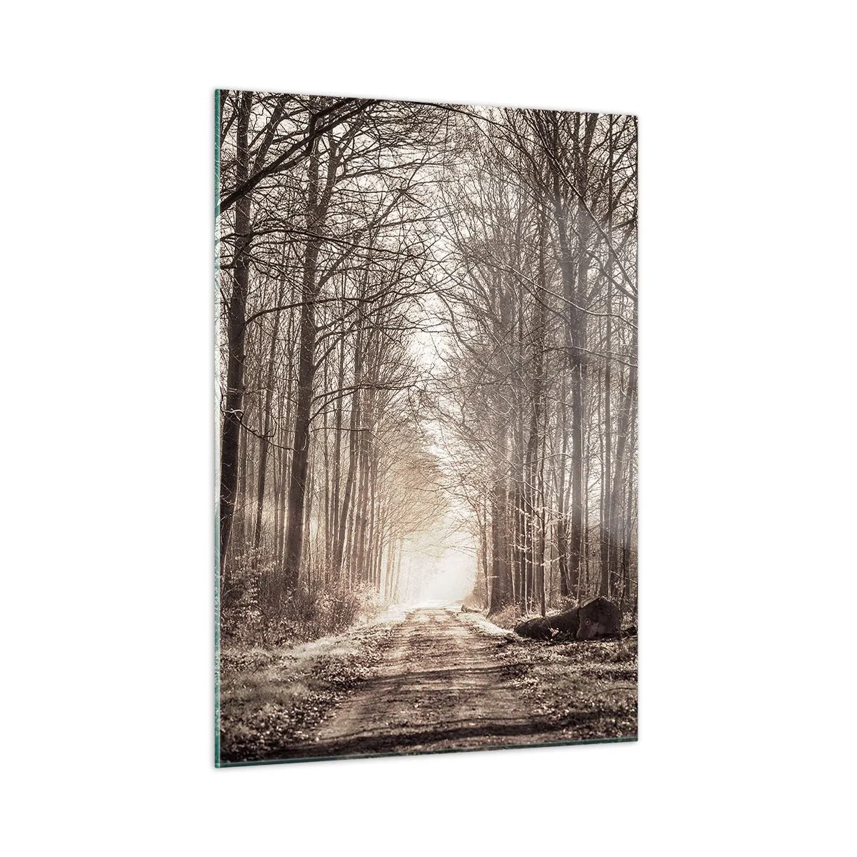 Glasbild - Bild auf glas - Waldweg im Morgennebel - 50x70cm - Waldkathedrale - Moderne Wanddekoration für Wohnzimmer und Schlafzimmer ARTTOR