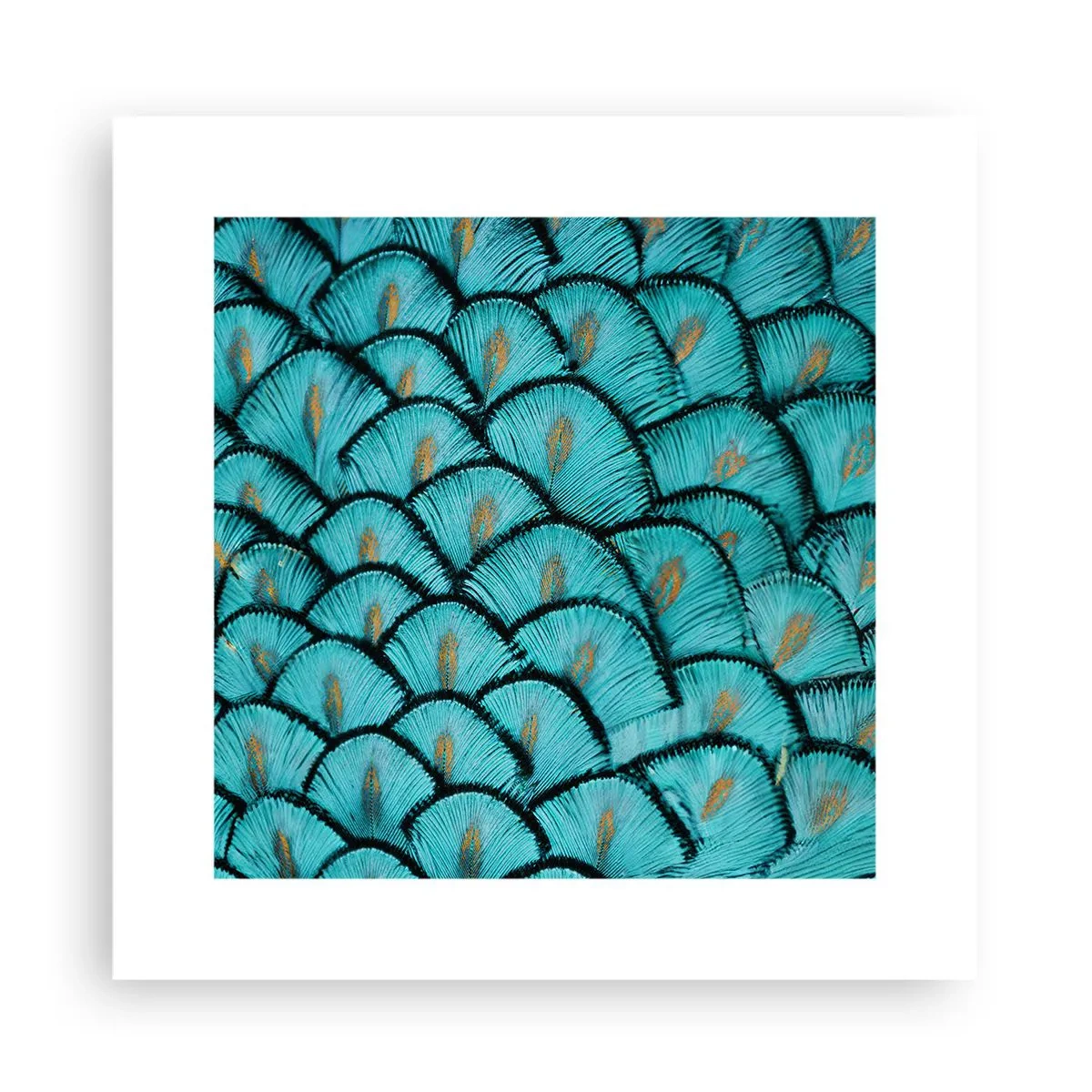 Poster - Große Federgala - 30x30 cm