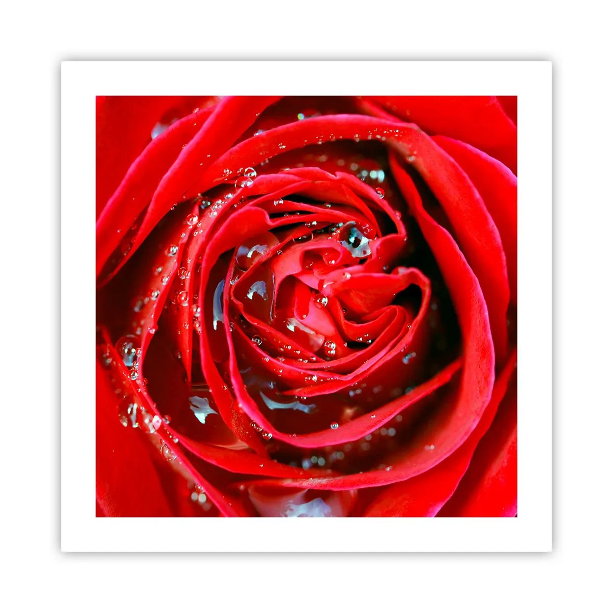 Poster - In den Tautropfen - 50x50 cm