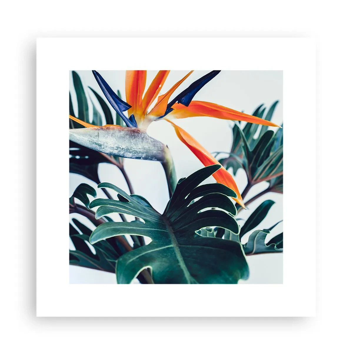Poster - Vogelbusch - 30x30 cm