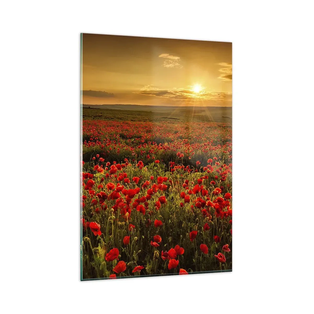 Glasbild - Bild auf glas - Ein Feld mit roten Mohnblumen im Schein der untergehenden Sonne - 80x120cm - Unter den Wellen raschelnder Wiesen, unter den Blumen der Flut - Moderne Wanddekoration für Wohnzimmer und Schlafzimmer ARTTOR