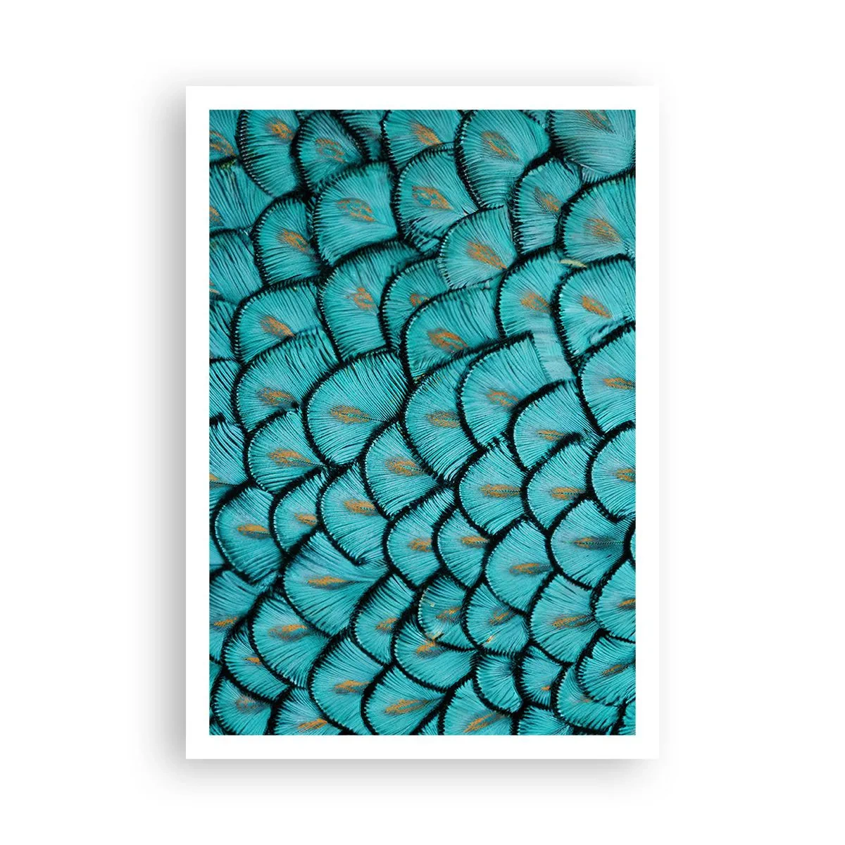 Poster - Große Federgala - 70x100 cm
