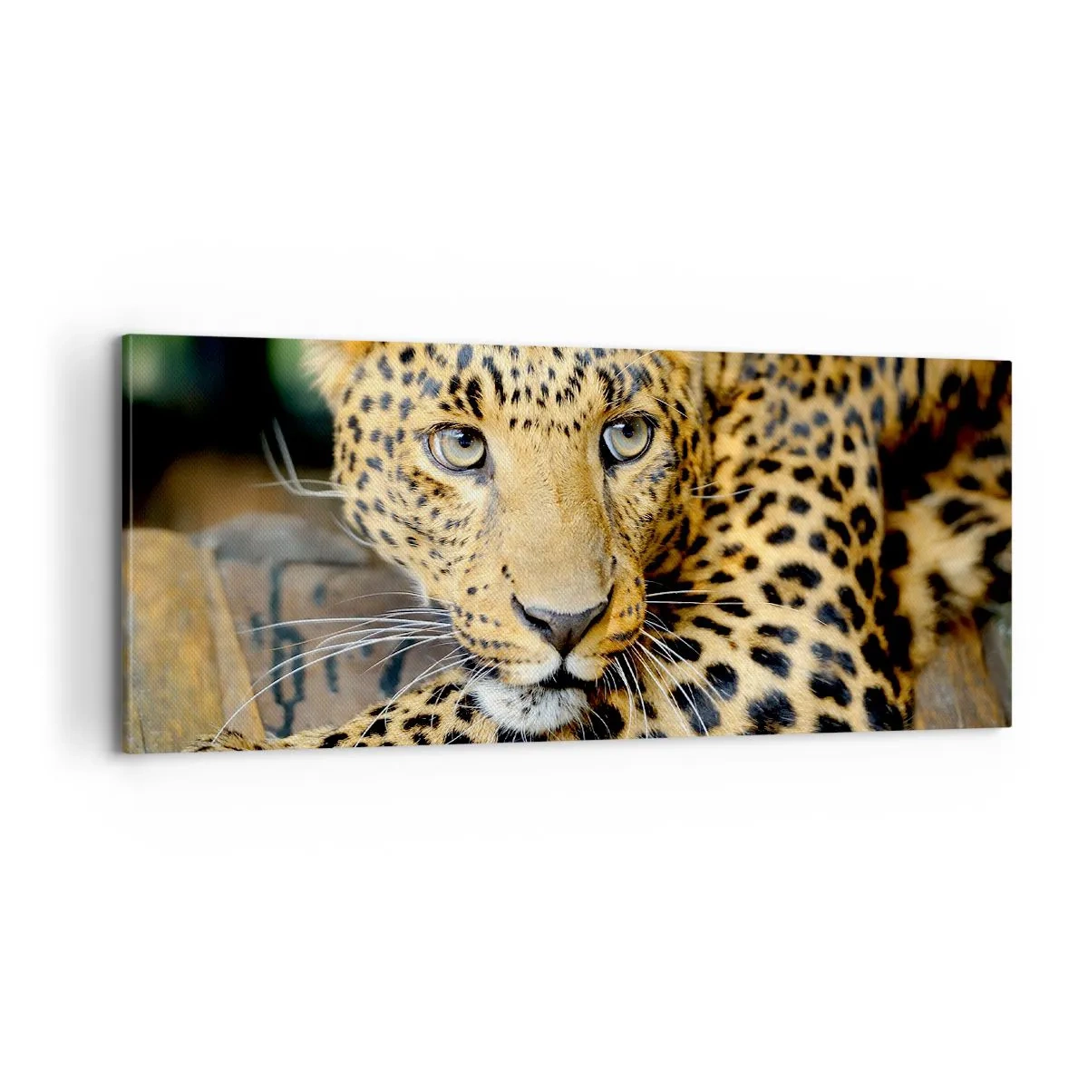 Bild auf Leinwand - Leinwandbild - Keine Angst, komm mal her - 100x40 cm
