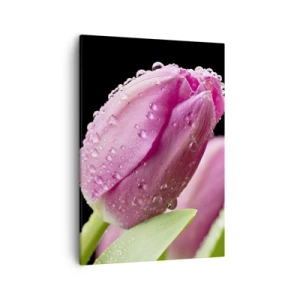 Bild auf Leinwand - Leinwandbild - Rosa Tulpe mit Wassertropfen auf schwarzem Hintergrund - 50x70cm - Lila Traum im Tau - Moderne Wanddekoration für Wohnzimmer und Schlafzimmer ARTTOR