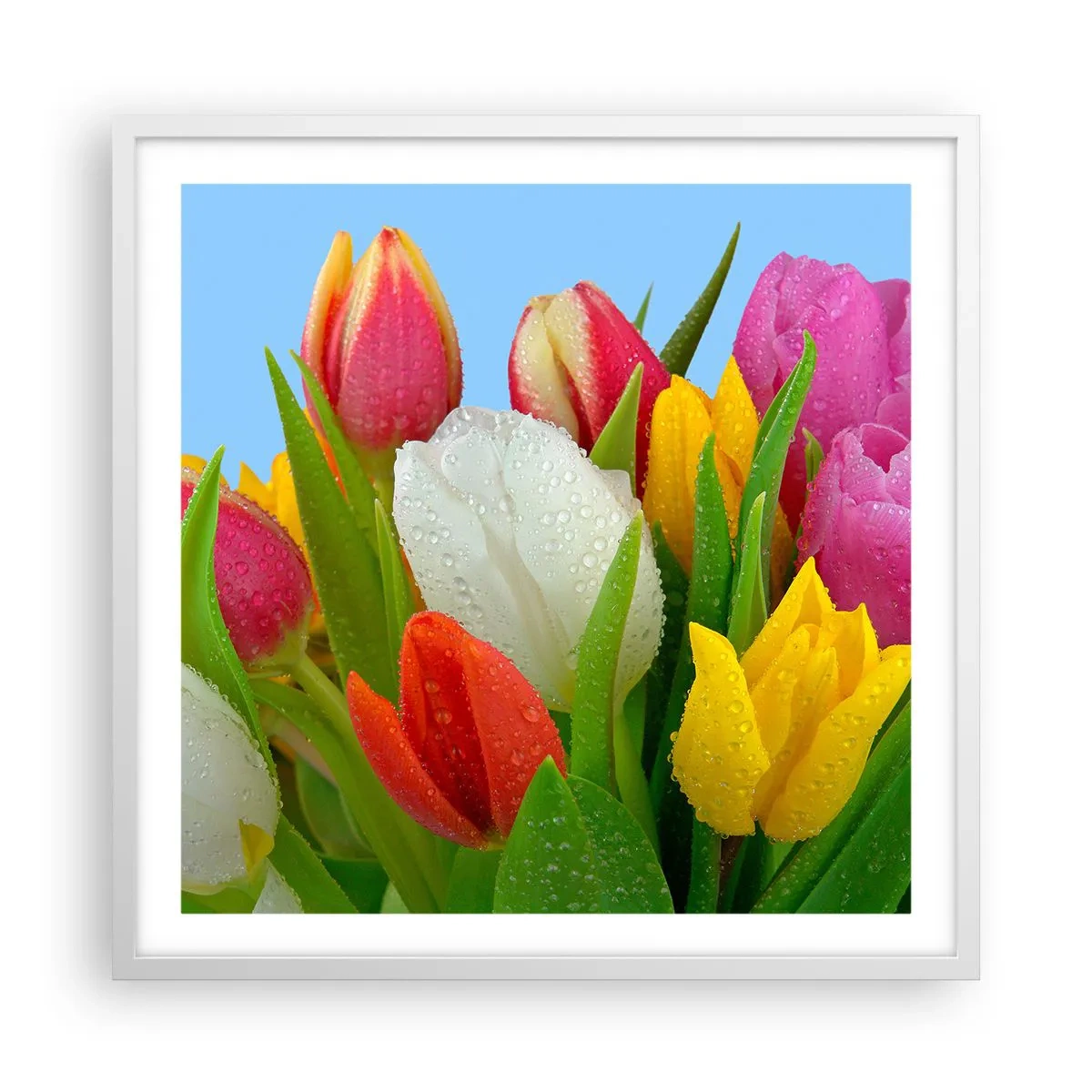 Poster in einem weißen Rahmen - Ein blumiger Regenbogen in Tautropfen - 60x60 cm