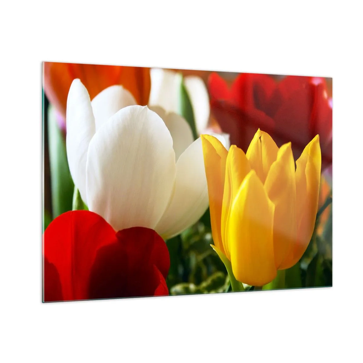 Glasbild - Bild auf glas - Bunte Tulpen Nahaufnahme - 100x70cm - Tulpenfieber - Moderne Wanddekoration für Wohnzimmer und Schlafzimmer ARTTOR