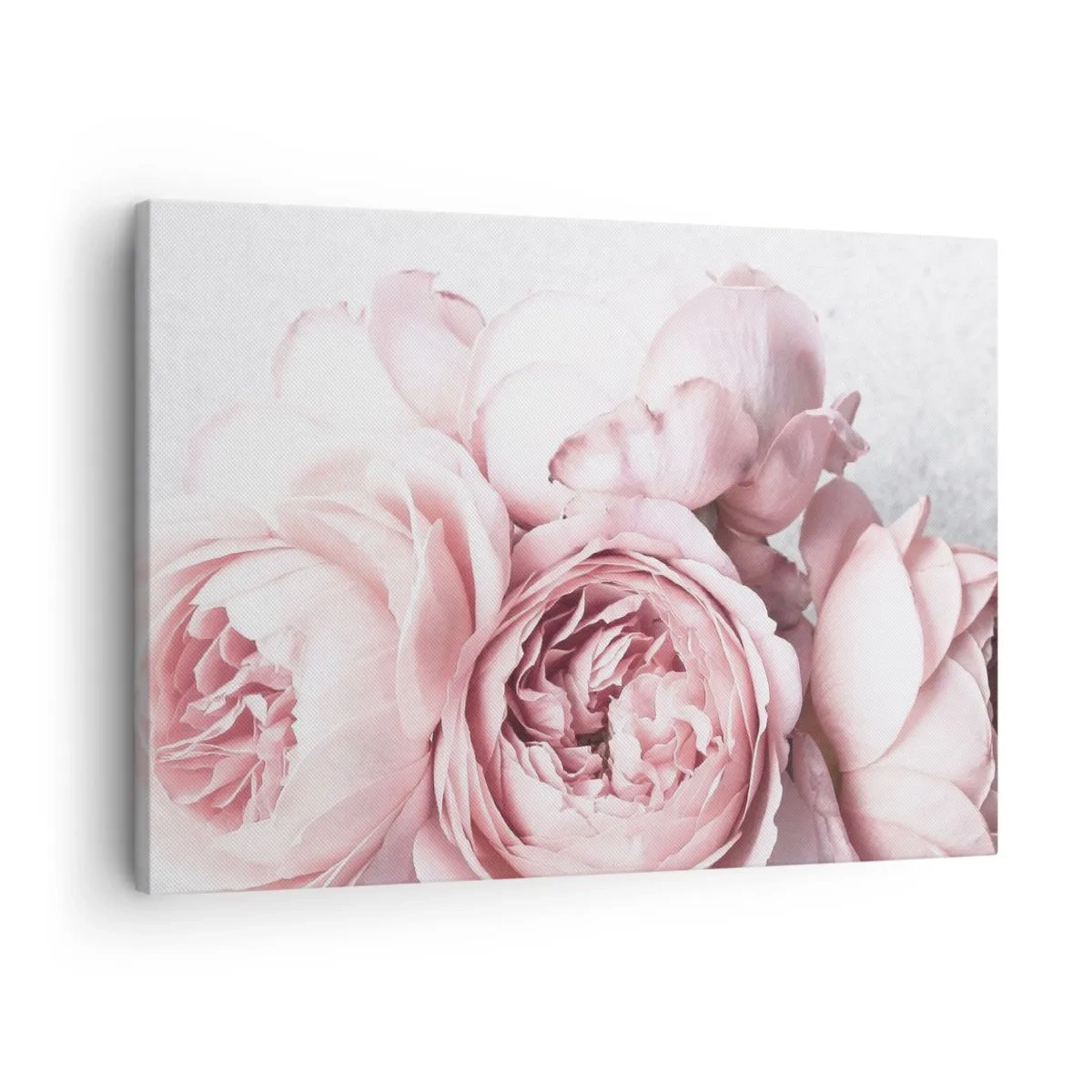 Bild auf Leinwand - Leinwandbild - Rosa Pfingstrosen in sanftem Licht vor hellem Hintergrund - 70x50cm - Für Romantiker - Moderne Wanddekoration für Wohnzimmer und Schlafzimmer ARTTOR