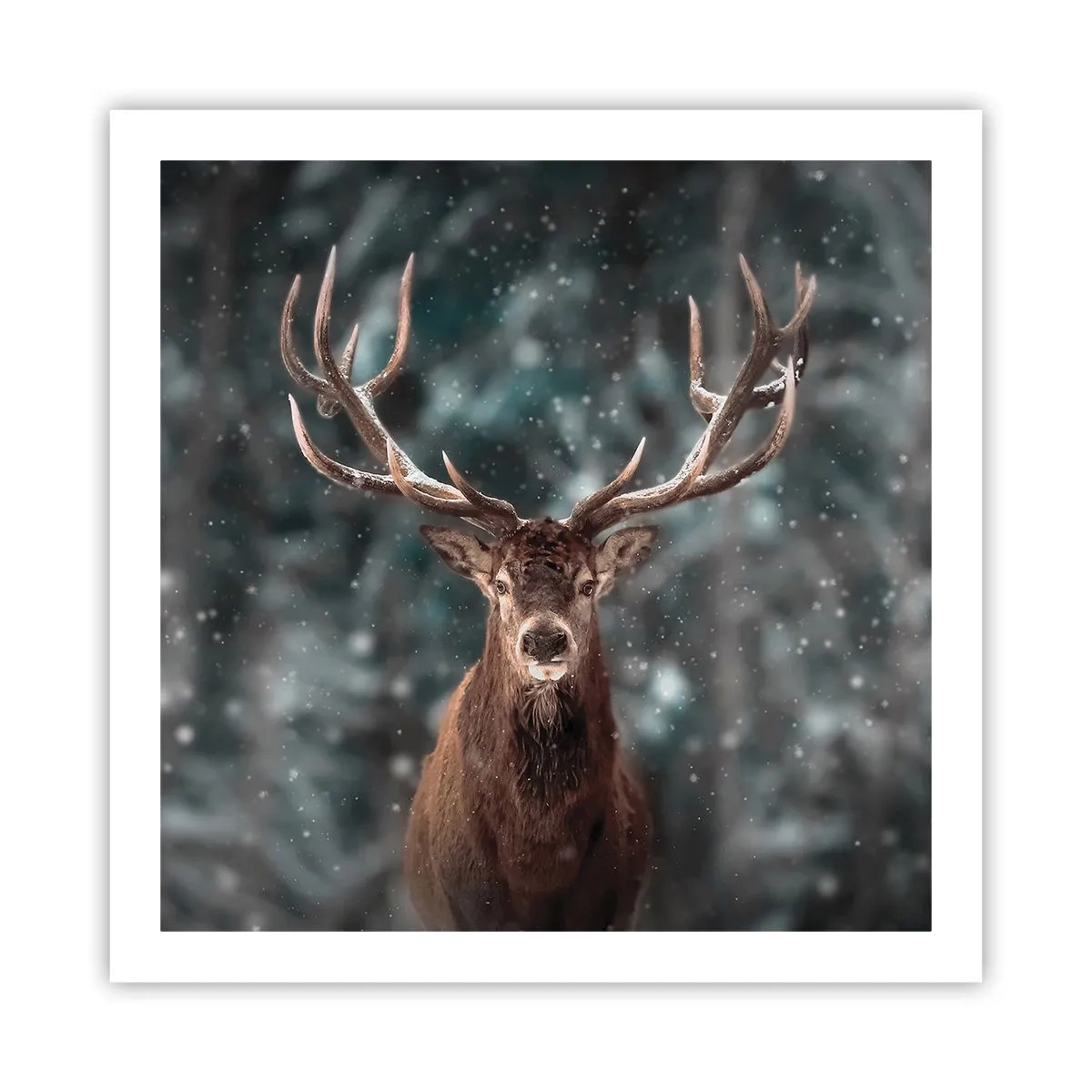 Poster - Gekrönter König des Waldes - 60x60 cm