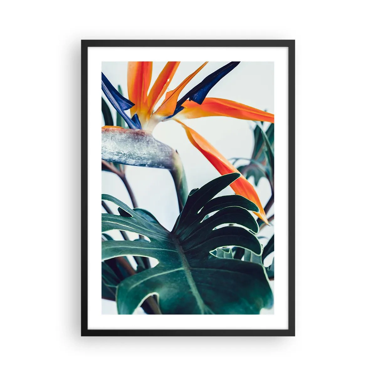 Poster in einem schwarzem Rahmen - Nahaufnahme einer Strelitzia-Blüte, umgeben von grünen Blättern - 50x70cm - Vogelbusch - Moderne Wanddekoration für Wohnzimmer und Schlafzimmer ARTTOR