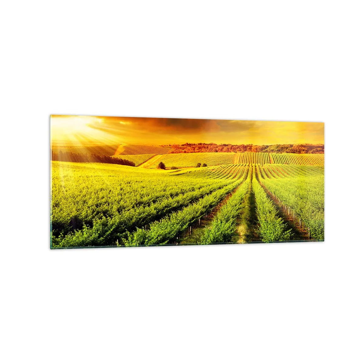 Glasbild - Bild auf glas - Goldene Weinberge, beleuchtet von den Sonnenstrahlen - 120x50cm - Unter der australischen Sonne - Moderne Wanddekoration für Wohnzimmer und Schlafzimmer ARTTOR