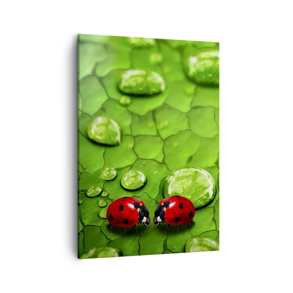 Bild auf Leinwand - Leinwandbild - Zwei Marienkäfer auf einem Blatt mit Wassertropfen in der Makrofotografie - 50x70cm - Treffen im Grünen - Moderne Wanddekoration für Wohnzimmer und Schlafzimmer ARTTOR