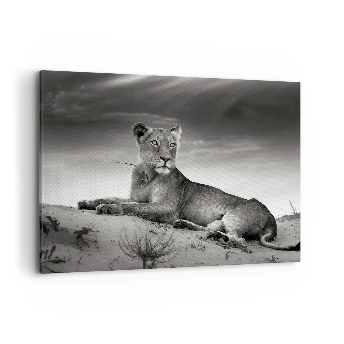 Bild auf Leinwand - Leinwandbild - Schwarz-Weiß-Porträt einer Löwin in der Savanne - 100x70cm - Die Königin der Wüstenruhe - Moderne Wanddekoration für Wohnzimmer und Schlafzimmer ARTTOR
