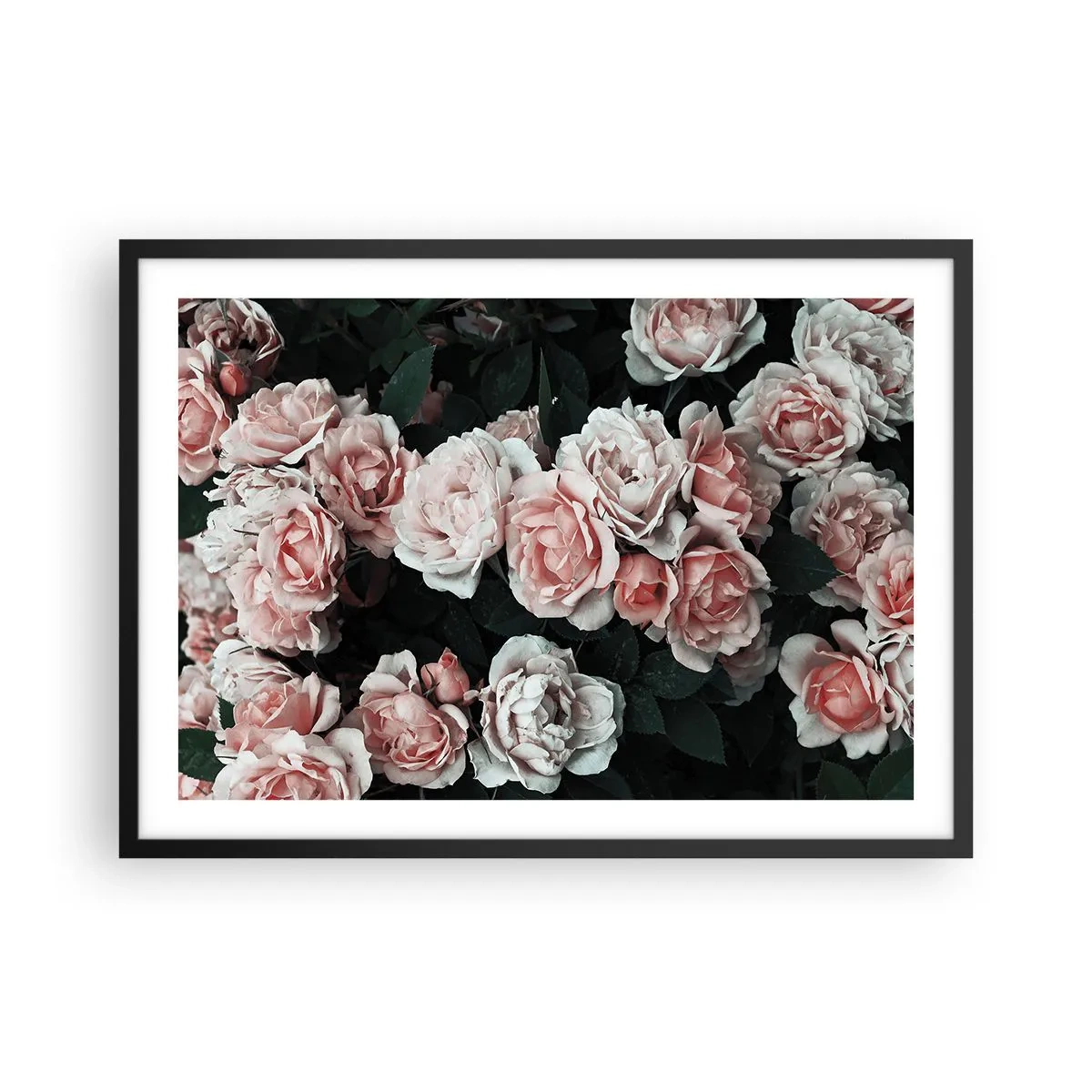 Poster in einem schwarzem Rahmen - Rosa Rosen auf dunklem Hintergrund in einer subtilen Komposition - 70x50cm - Rosen-Ensemble - Moderne Wanddekoration für Wohnzimmer und Schlafzimmer ARTTOR