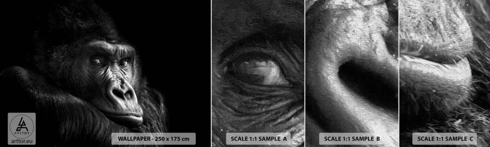 Fototapeten Muster Premium Canvas - Und was guckst du so? - Affe, Gorilla, Tiere - 100x30 cm