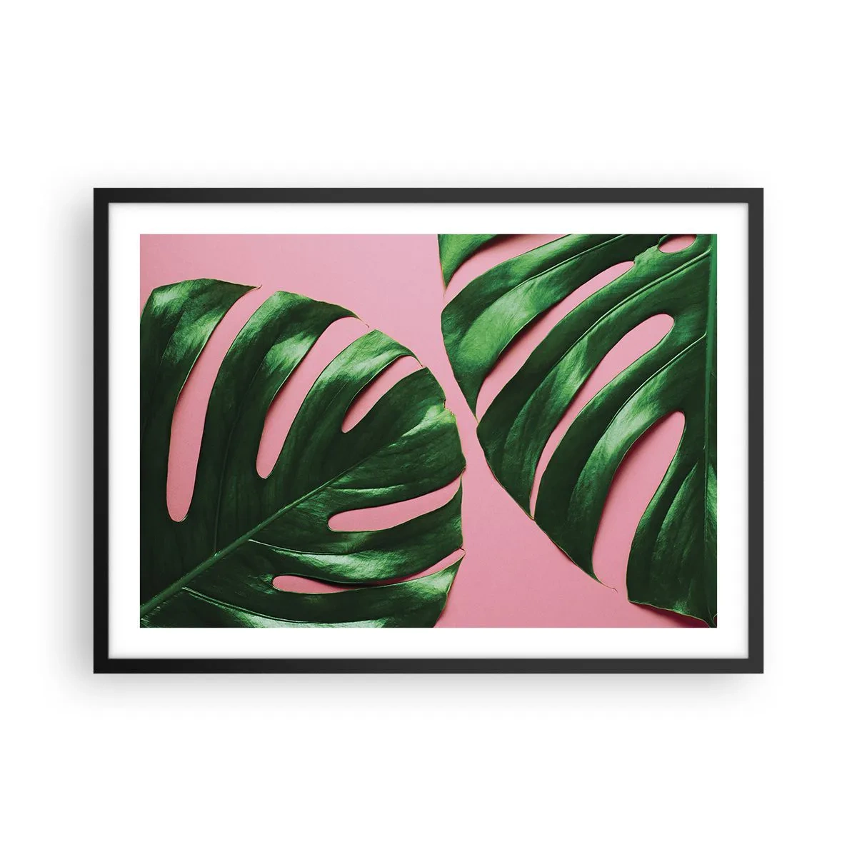Poster in einem schwarzem Rahmen - Grüne Monstera-Blätter auf rosa Hintergrund - 70x50cm - Rendezvous im Grünen - Moderne Wanddekoration für Wohnzimmer und Schlafzimmer ARTTOR