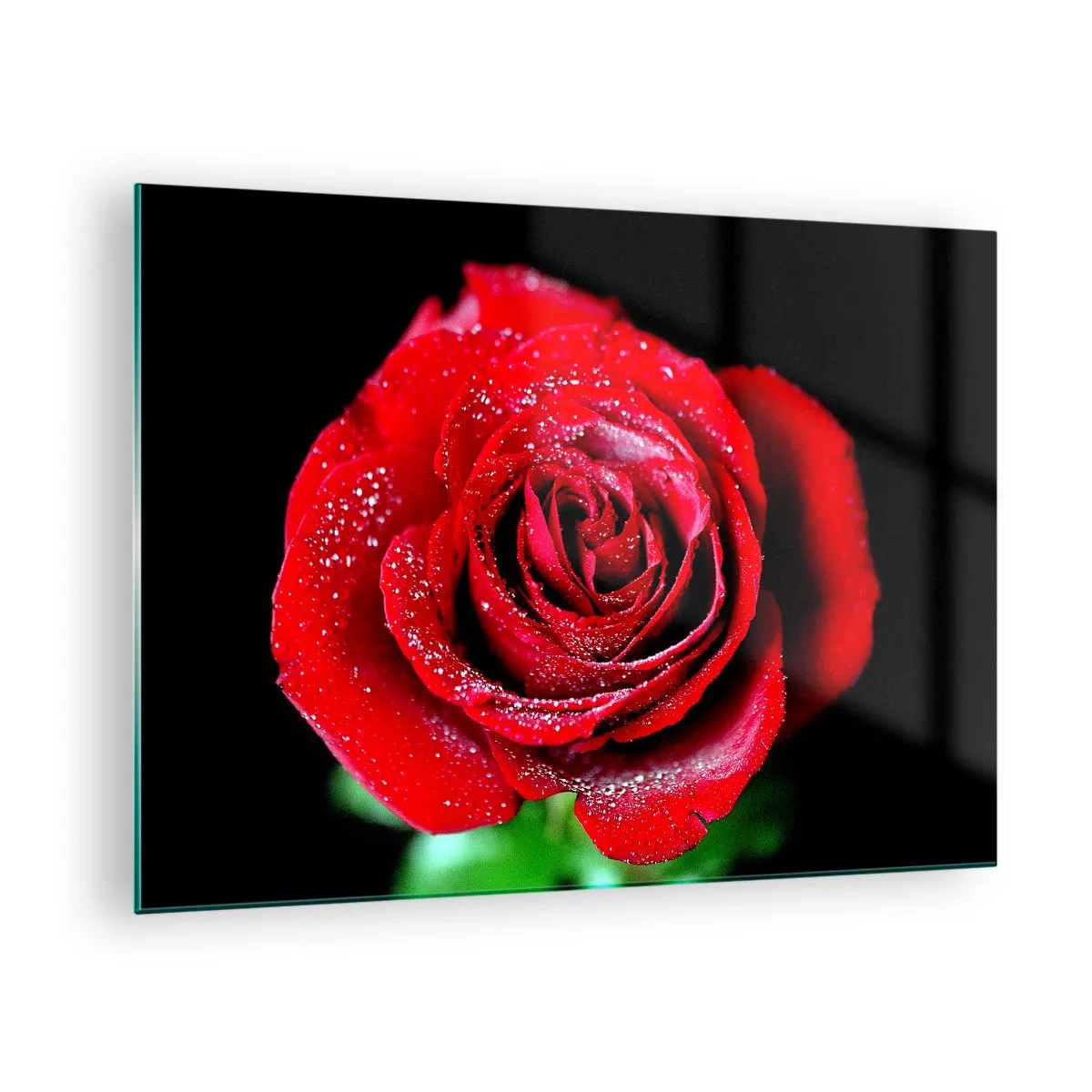 Glasbild - Bild auf glas - Eine rote Rose mit Tautropfen bedeckt auf dunklem Hintergrund - 70x50cm - Das ist Liebe - Moderne Wanddekoration für Wohnzimmer und Schlafzimmer ARTTOR