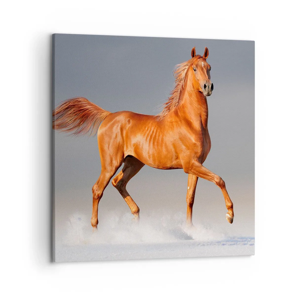 Bild auf Leinwand - Leinwandbild - Tanzende Anmut - 50x50 cm