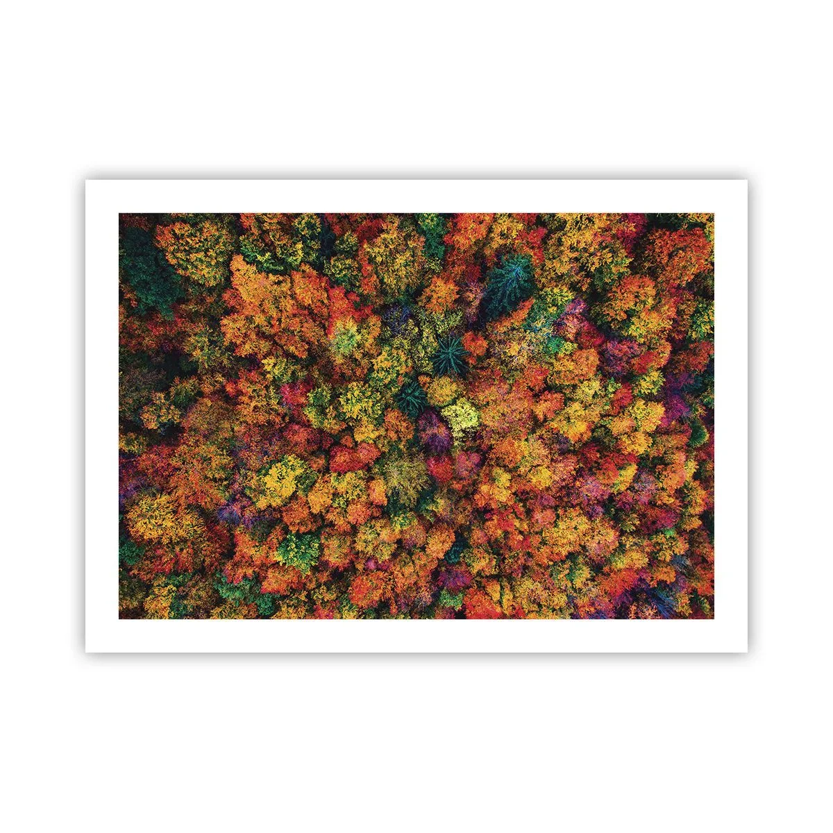 Poster - Blumenstrauß aus Herbstbäumen - 70x50 cm