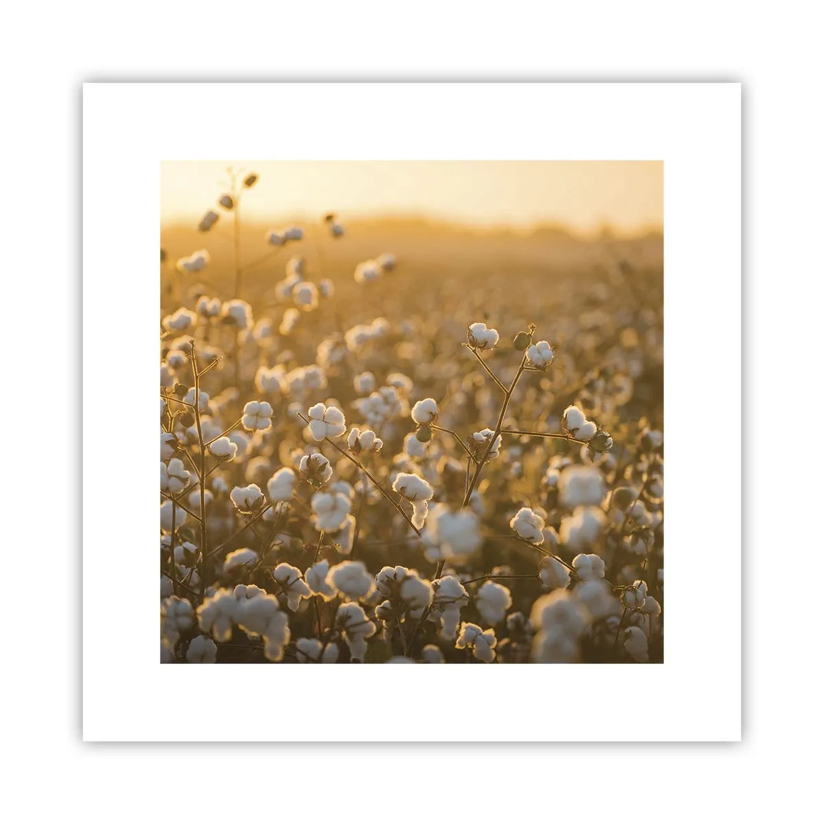 Poster - Fluffiges Feld - 30x30 cm