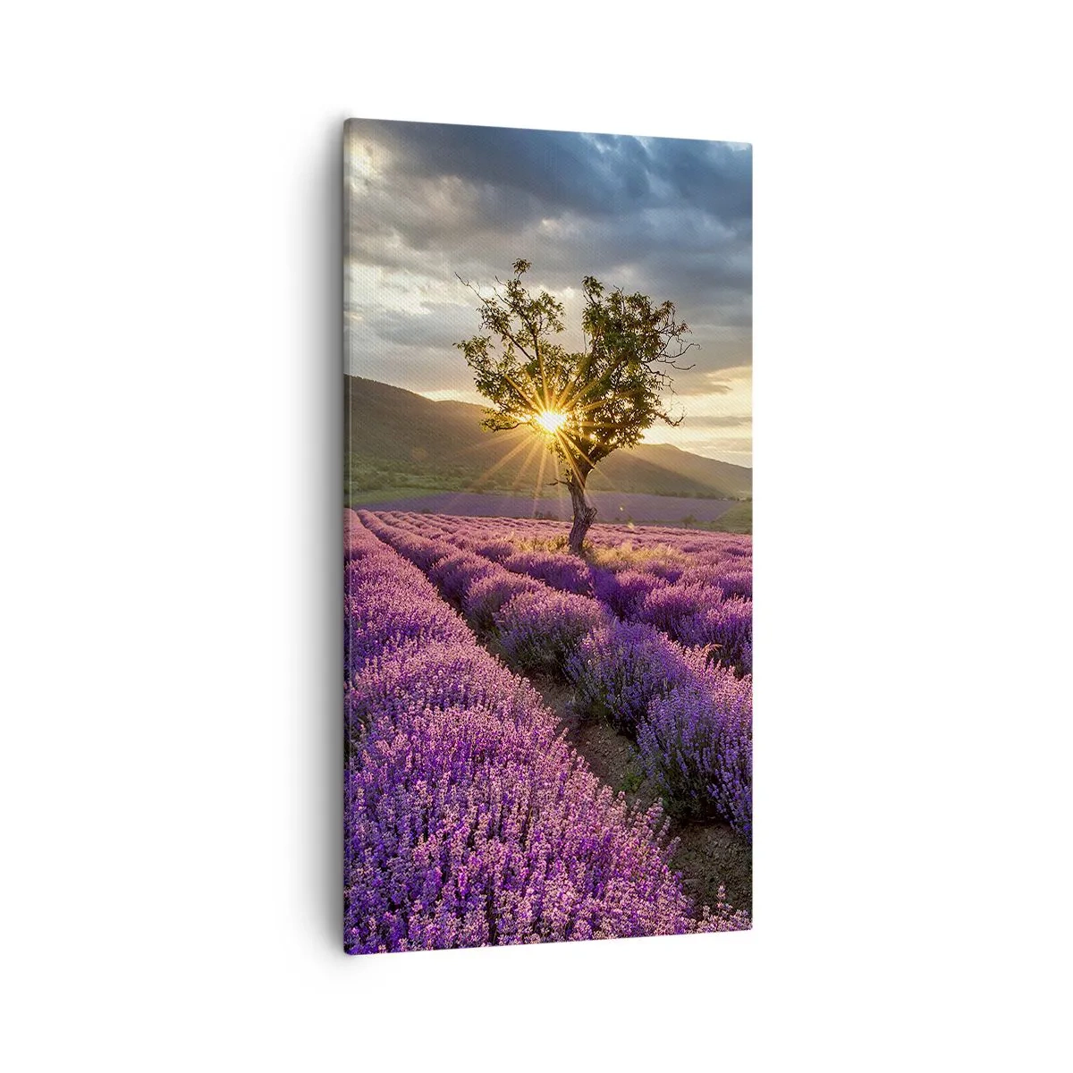 Bild auf Leinwand - Leinwandbild - Fliederfarbenes Aroma - 55x100 cm